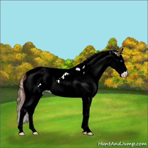 Horse Color:Chestnut Splash Tobiano 