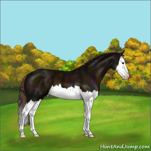 Horse Color:Midnight Liver Chestnut Sabino Splash 