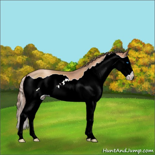 Horse Color:Gold Champagne Splash 