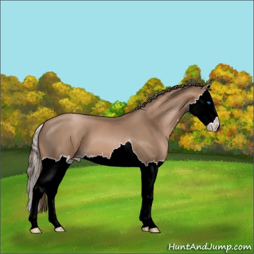 Horse Color:Black Pearl Sabino Splash 