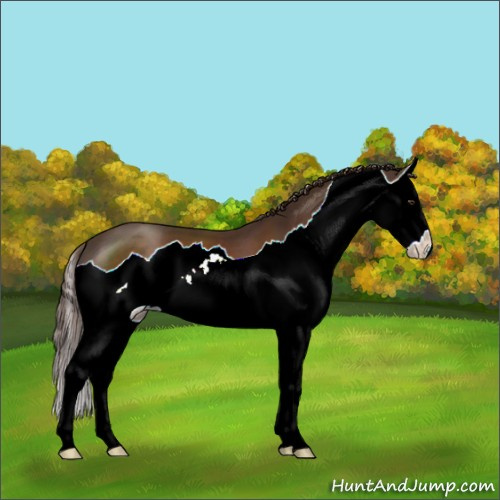 Horse Color:Liver Chestnut Splash 