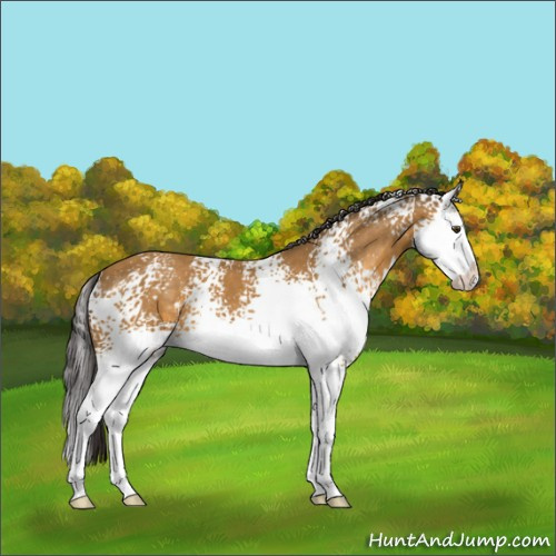 Horse Color:White Spotted Buckskin Sabino Splash 
