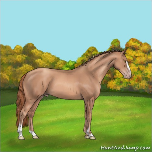 Horse Color:Gold Champagne Sabino 