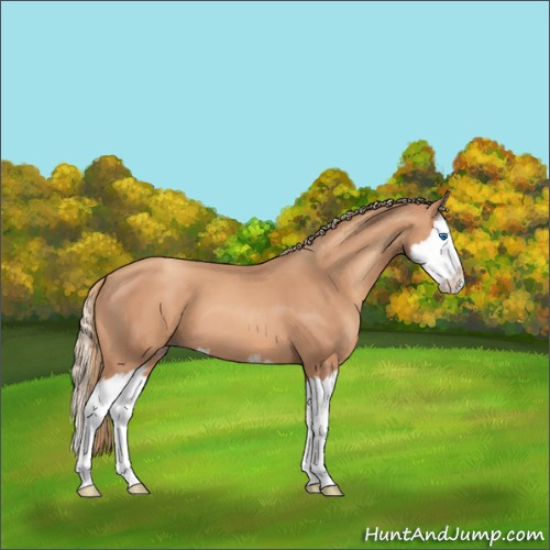 Horse Color:Gold Champagne Sabino Splash 