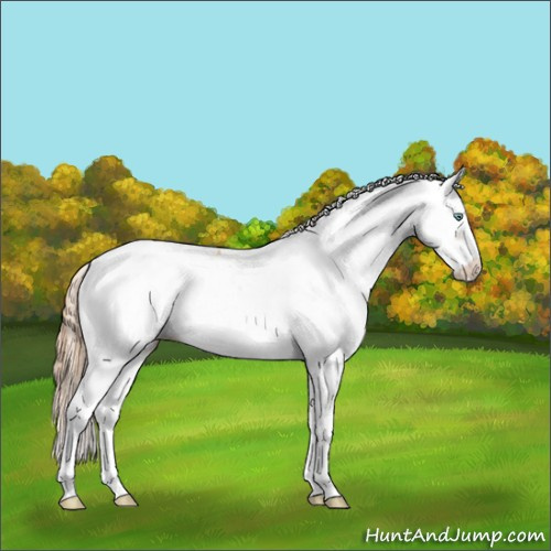 Horse Color:Gold Champagne Pearl Sabino Appaloosa 