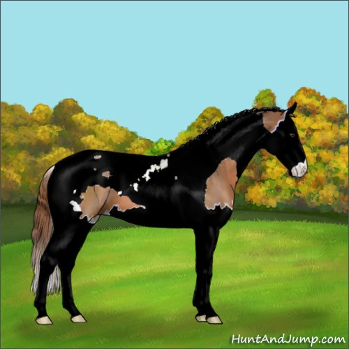 Horse Color:Chestnut Splash Tobiano 