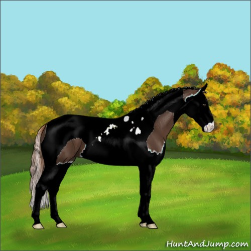 Horse Color:Liver Chestnut Splash Tobiano 