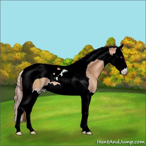 Horse Color:Gold Champagne Sabino Splash Tobiano 