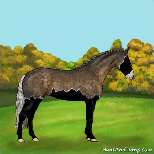 Horse Color:Chocolate Palomino Splash 