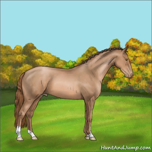 Horse Color:Liver Chestnut Pearl 