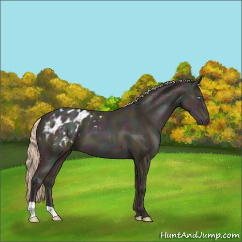 Horse Color:Midnight Gold Champagne Pearl Appaloosa 