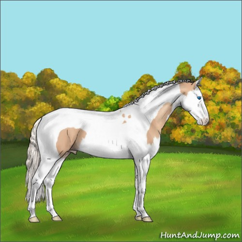 Horse Color:Gold Champagne Splash Tobiano 