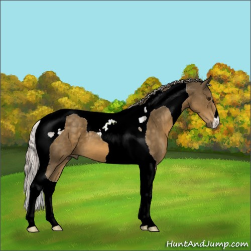 Horse Color:Chocolate Palomino Tobiano 