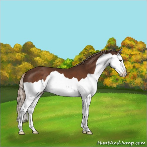 Horse Color:Liver Chestnut Splash 