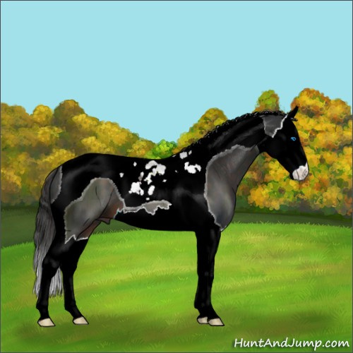 Horse Color:Liver Chestnut Splash Tobiano 