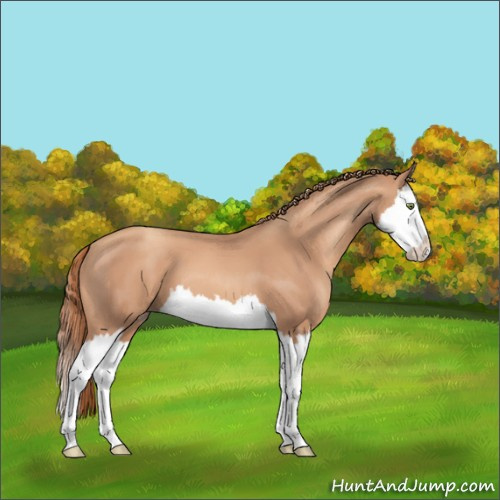 Horse Color:Gold Champagne Sabino Splash 