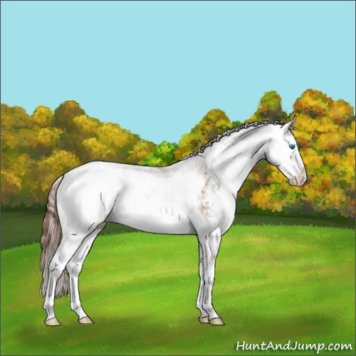Horse Color:Chestnut Sabino Splash 