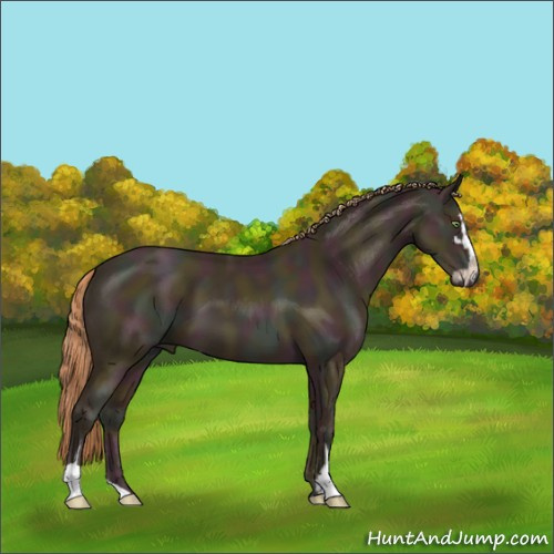 Horse Color:Midnight Gold Champagne Sabino 