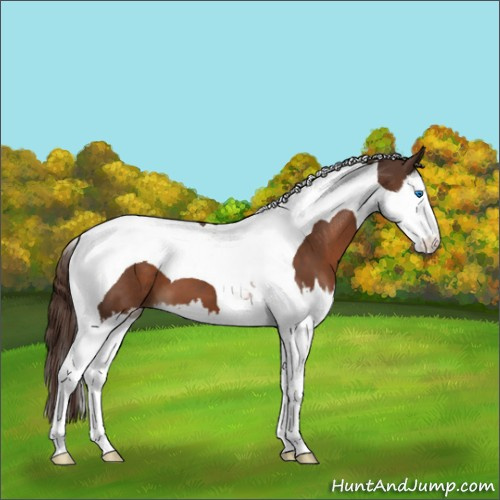 Horse Color:Liver Chestnut Splash Tobiano 