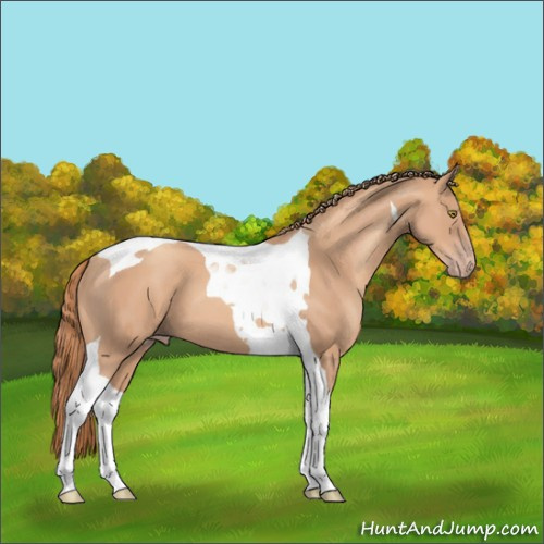 Horse Color:Gold Champagne Tobiano 