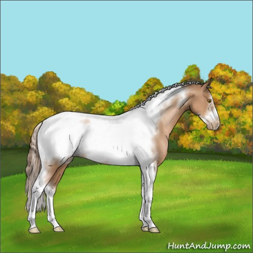 Horse Color:Liver Chestnut Pearl Sabino Tobiano Frame 