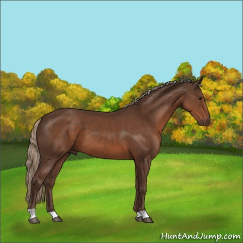 Horse Color:Liver Chestnut 