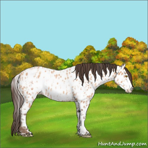 Horse Color:Amber Champagne Appaloosa  and Amber Champagne Frame Appaloosa 