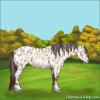 Horse Color:Gold Champagne Appaloosa  and Sable Champagne Appaloosa 