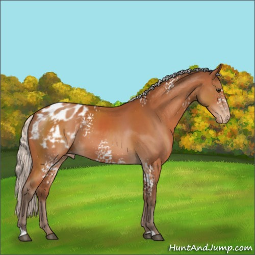 Horse Color:White Spotted Silver Brown Appaloosa 