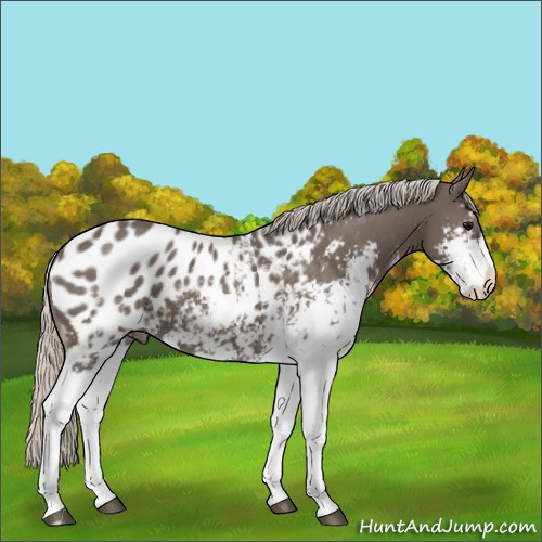 Horse Color:Silver Black Sabino Appaloosa 