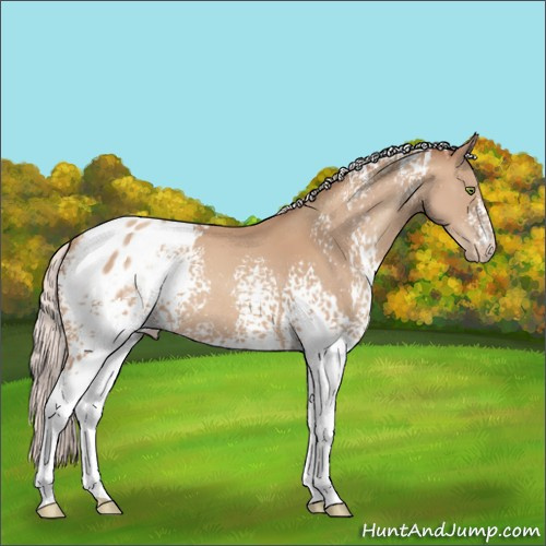 Horse Color:White Spotted Silver Classic Champagne Appaloosa Rabicano 