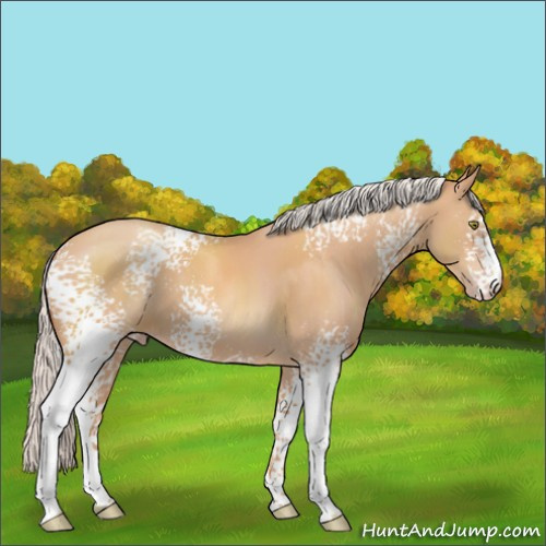 Horse Color:White Spotted Silver Amber Champagne 