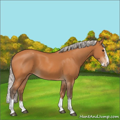Horse Color:Silver Bay Sabino Splash Appaloosa 