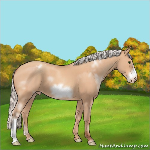 Horse Color:White Spotted Silver Amber Champagne Frame Appaloosa 