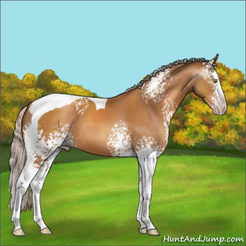 Horse Color:Gray White Spotted Silver Sable Champagne Splash Tobiano Appaloosa 