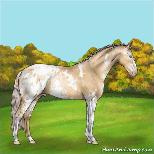 Horse Color:Gray White Spotted Silver Amber Cream Champagne Pearl Appaloosa 