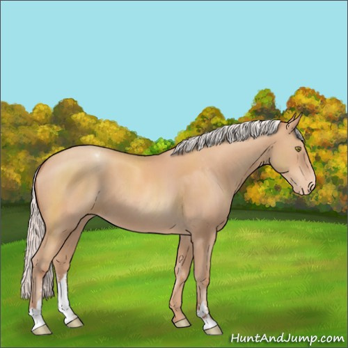 Horse Color:Silver Amber Champagne Sabino Appaloosa 