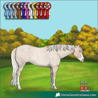 Horse Color:Cremello Roan Splash