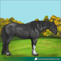 Horse Color:Black Tobiano 