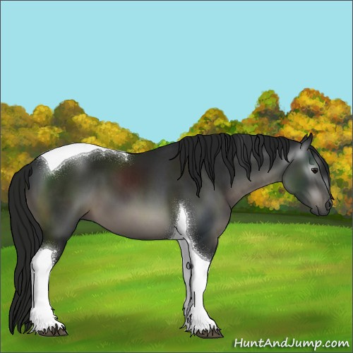 Horse Color:Gray Black Tobiano 