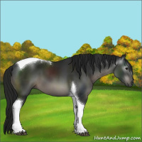 Horse Color:Gray Black Tobiano 