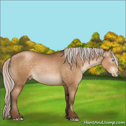 Horse Color:Gray Silver Buckskin Pearl