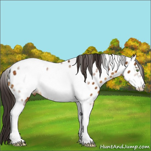 Horse Color:Buckskin Sabino Tobiano Frame Appaloosa 