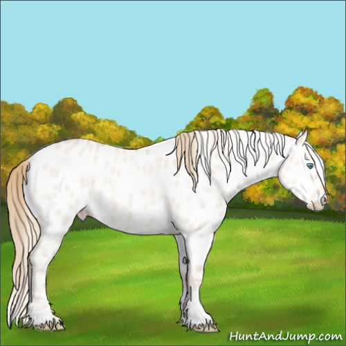Horse Color:Perlino Dun Tobiano Appaloosa