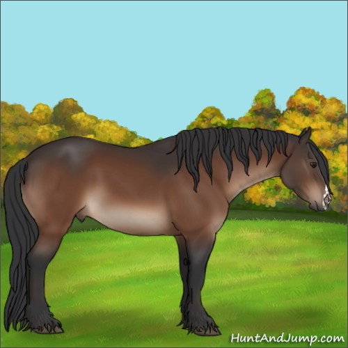 Horse Color:Brown 