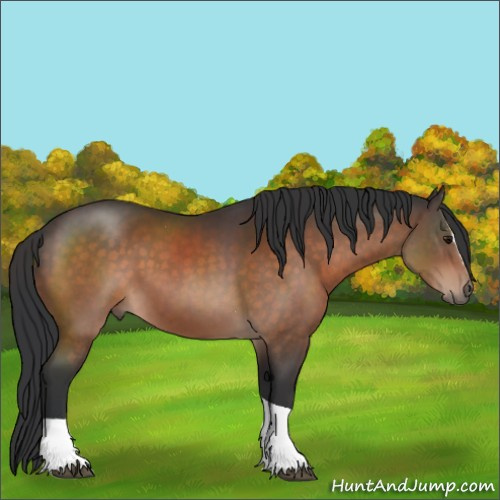 Horse Color:Bay Sabino Tobiano