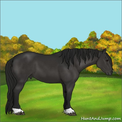 Horse Color:Gray Black 