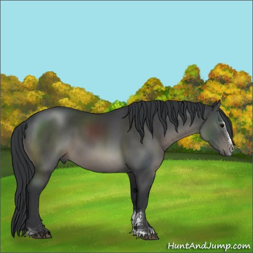 Horse Color:Black Sabino 
