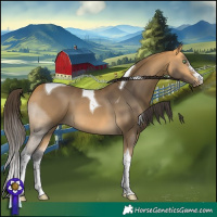 Horse Color:Buckskin Sabino Tobiano