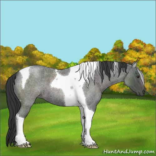 Horse Color:Blue Roan Tobiano